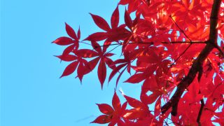 秋のキャンペーン